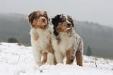BERGER AUSTRALIEN PUPPIES 553